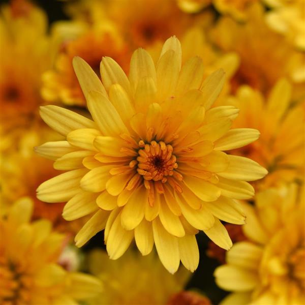 Cosmic Solar Yellow - 5" Potted Garden Mum
