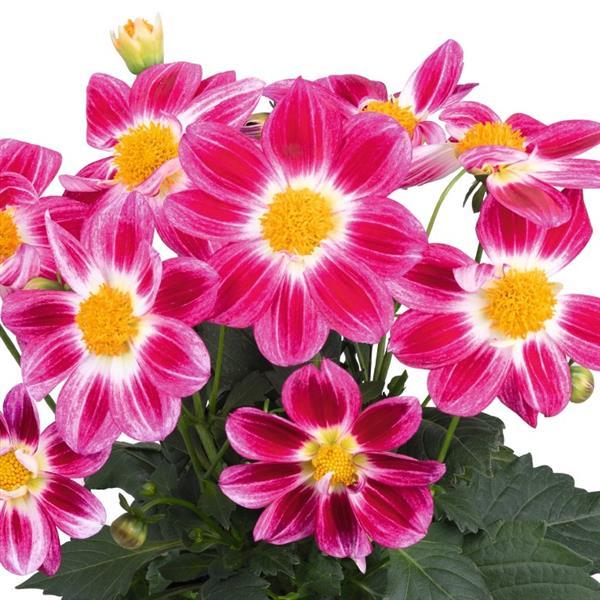 Dahlia Summer Bees Purple Bicolor - 8" Planter