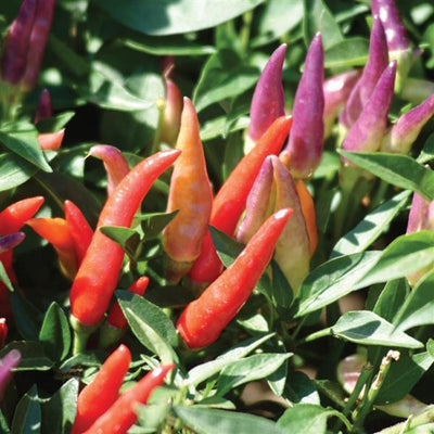 Sangria Ornamental Pepper - 5" Fall Annuals