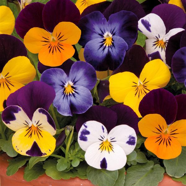 Viola Sorbet XP Mix Jump Up - 6 Pack Annual