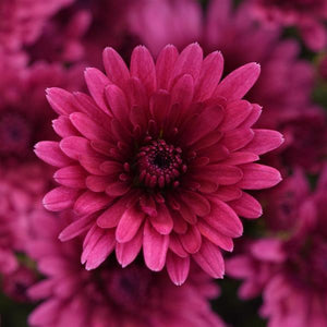 Cosmic Galaxy Purple - 5" Potted Garden Mum