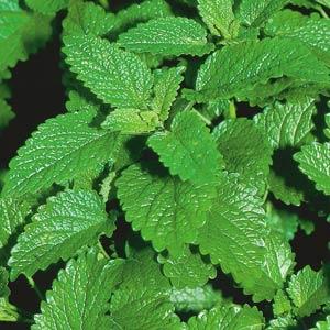 Lemon Balm - 4.33" Potted Herb