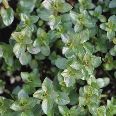 Mint Chocolate - 4.33" Potted Herb