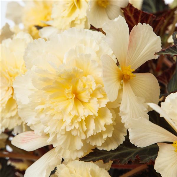 Begonia iCandy Vanilla Cream - 8" Planter