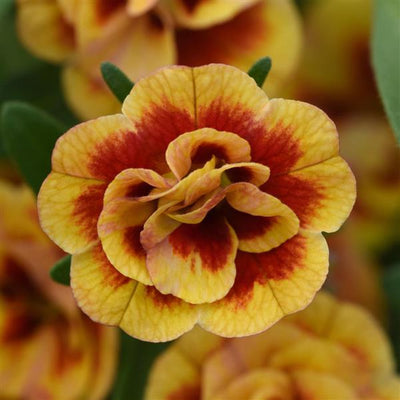 Calibrachoa MiniFamous Neo Double OrangeTastic - 4.33" Premium Annual