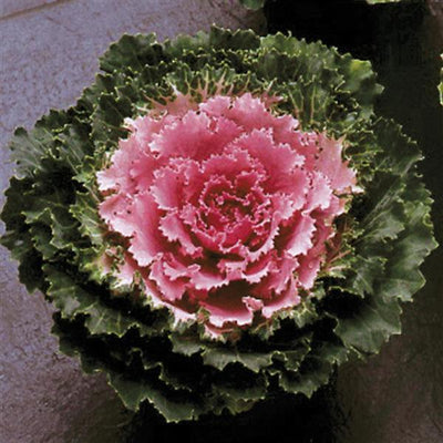 Songbird Pink Ornamental Kale - 5" Fall Annuals