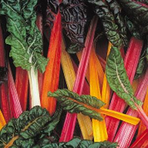 Swiss Chard Bright Lights - 4" Potted Vegetable