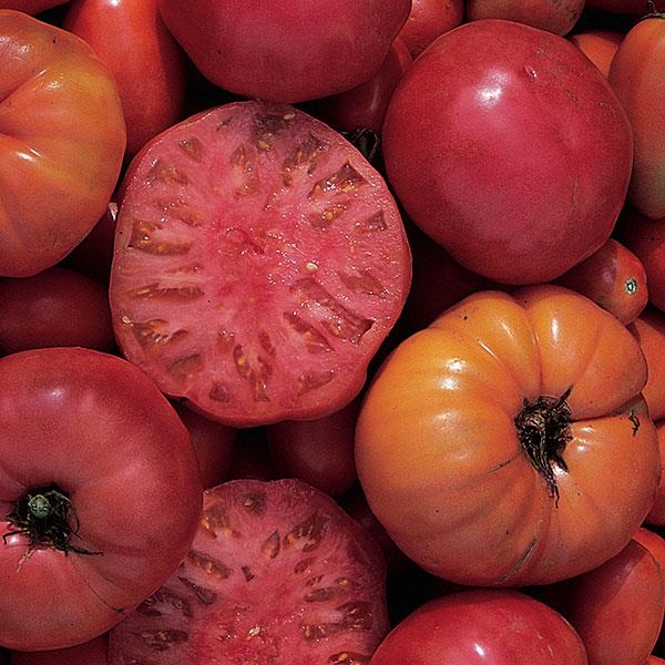 Tomato Mortgage Lifter - 4" Potted Vegetable