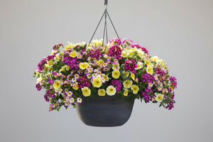 110 Great Escape - 11" Hanging Basket