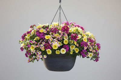110 Great Escape - 11" Hanging Basket