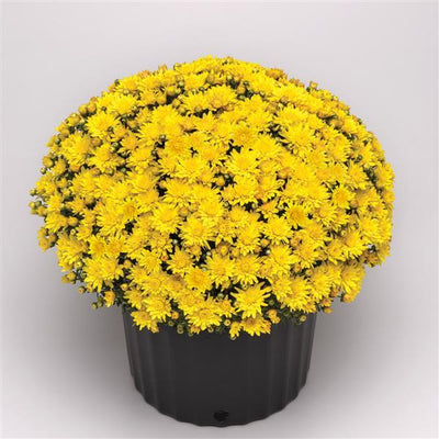Tribeca Yellow - 10" Deco Pot Garden Mum
