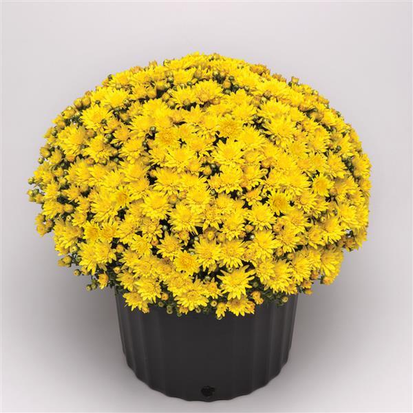 Tribeca Yellow - 10" Deco Pot Garden Mum