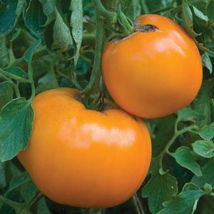 Tomato Jubilee - 4" Potted Vegetable