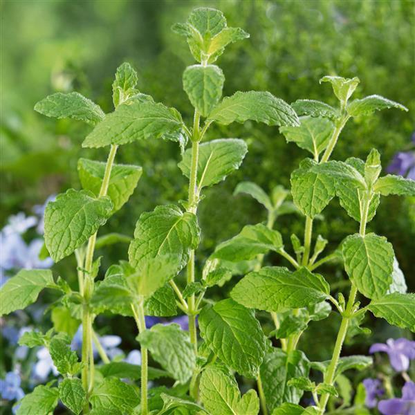 Mint Strawberry - 4.33" Potted Herb
