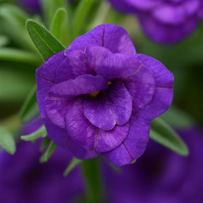 Calibrachoa MiniFamous Neo Double Blue Dark - 4.33" Premium Annual