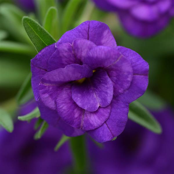 Calibrachoa MiniFamous Neo Double Blue Dark - 4.33" Premium Annual