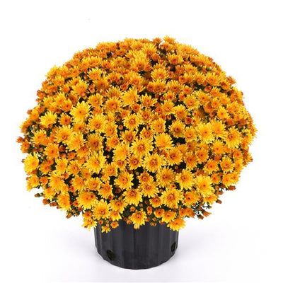 Cosmic Solar Yellow - 5" Potted Garden Mum