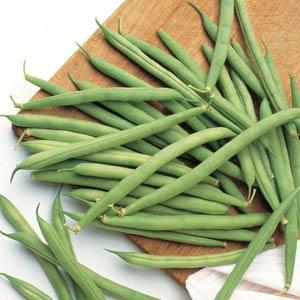 Bean Bush Lake - 4" Potted Vegetable