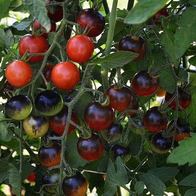 Tomato Midnight Snack - 4" Potted Vegetable