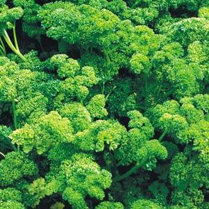 Parsley Triple Curled - 4.33" Potted Herb