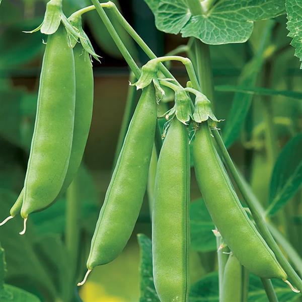 Sugar Snap Pea - 4" Potted Vegetable