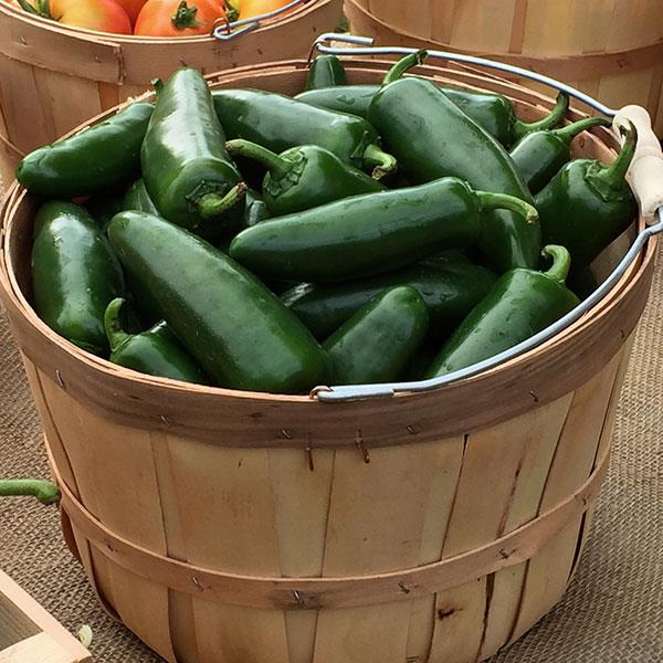 Pepper La Bomba Jalapeno - 4" Potted Vegetable