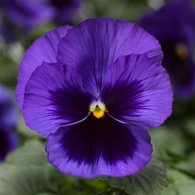 Pansy Deep Blue Blotch - 12" Bowl Planter
