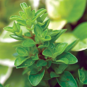 Marjoram Sweet - 4.33" Potted Herb