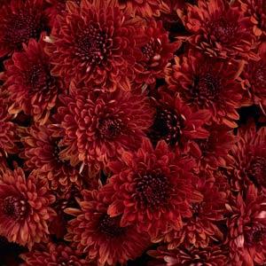 Avalon Red - 11" Garden Mum Hanging Basket