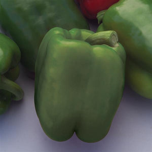 Pepper Better Belle V - 4" Potted Vegetable