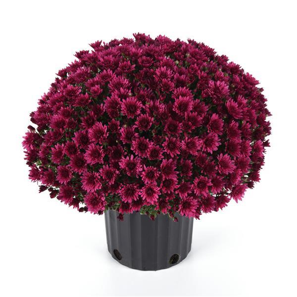 Cosmic Galaxy Purple - 5" Potted Garden Mum