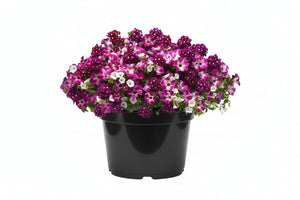 108 Enchanted Evening - 11" Hanging Basket