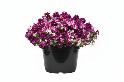 108 Enchanted Evening - 11" Hanging Basket