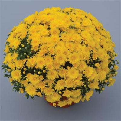 Gold Cup Yellow - 5" Potted Garden Mum