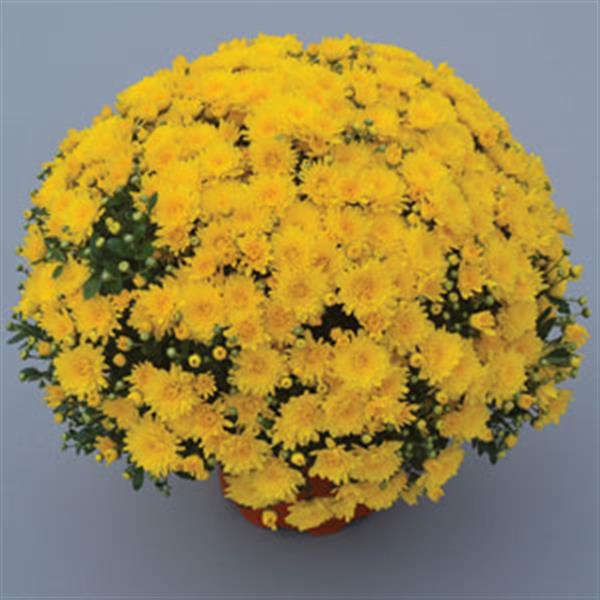 Gold Cup Yellow - 5" Potted Garden Mum