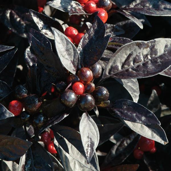 Black Pearl Ornamental Pepper - 5" Fall Annuals