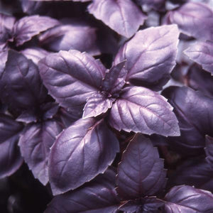 Basil Red Rubin - 4.33" Potted Herb