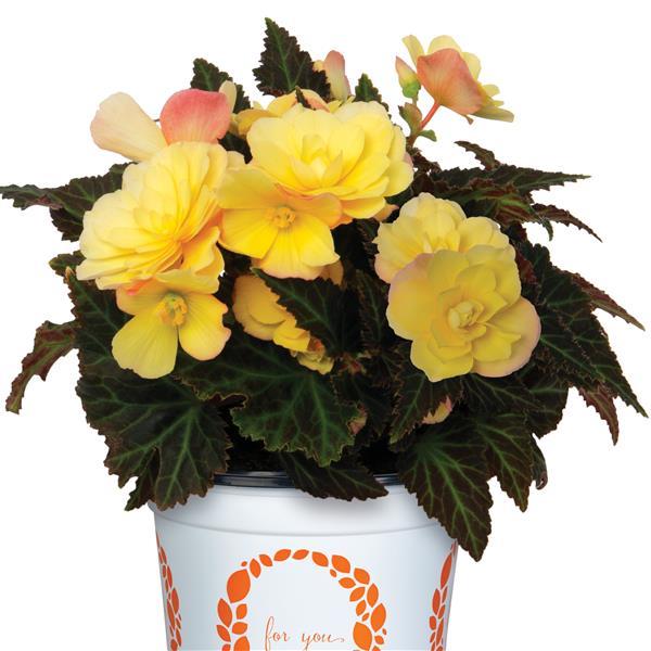 Begonia I'Conia Bacio Lemon - 4.5" Potted Begonia