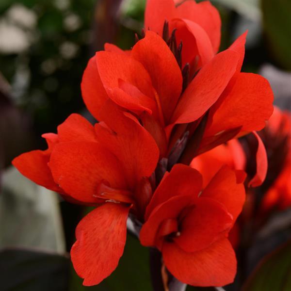 Canna Cannova Bronze Scarlet - 8" Planter