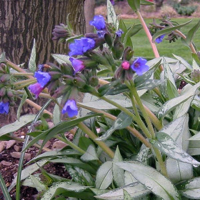 Pulmonaria Lungwort Samouri