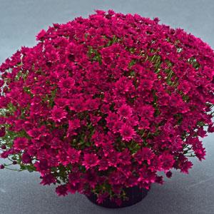 Majesty Purple - 10" Deco Pot Garden Mum