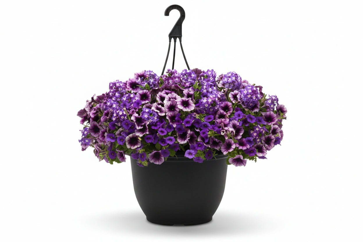 107 Starlight Starbright