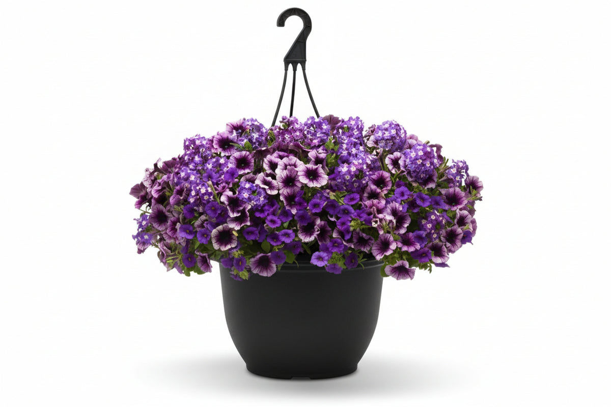 107 Starlight Starbright - 11" Hanging Basket
