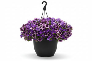 107 Starlight Starbright - 11" Hanging Basket