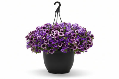107 Starlight Starbright - 11" Hanging Basket