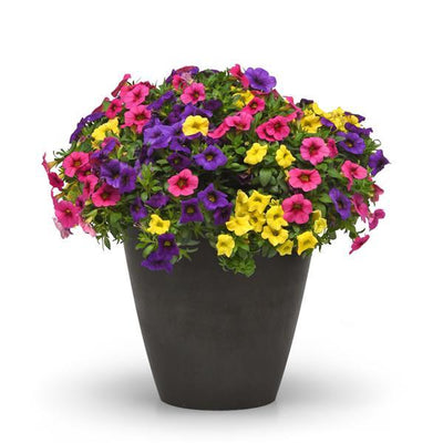 207 Calibrachoa Sundance - 11" Hanging Basket