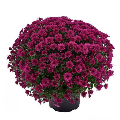 Morgana Purple - 5" Potted Garden Mum