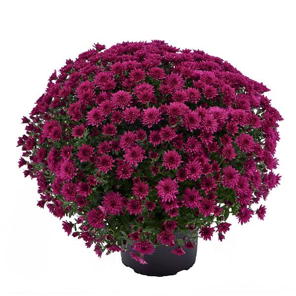 Morgana Purple - 5" Potted Garden Mum