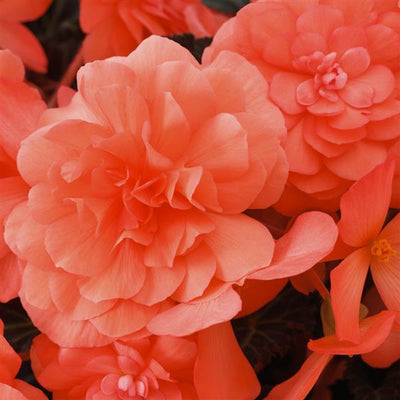 Begonia iCandy Coral Pink - 4.5" Potted Begonia