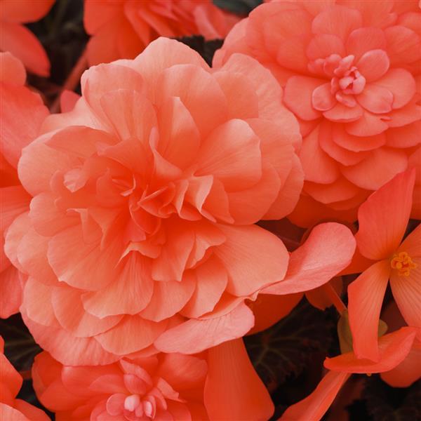Begonia iCandy Coral Pink - 4.5" Potted Begonia